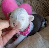 Female-White and Chocolate , a female Miniature Aussiedoodle for sale in Martinsville, MO – Photo 2 of 5