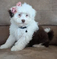 Female-White and Chocolate , a female Miniature Aussiedoodle for sale in Martinsville, MO – Photo 5 of 6