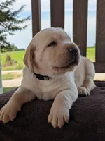 Yellow Male #1, a male Labrador Retriever for sale in Martinsville, MO – 6 of 7