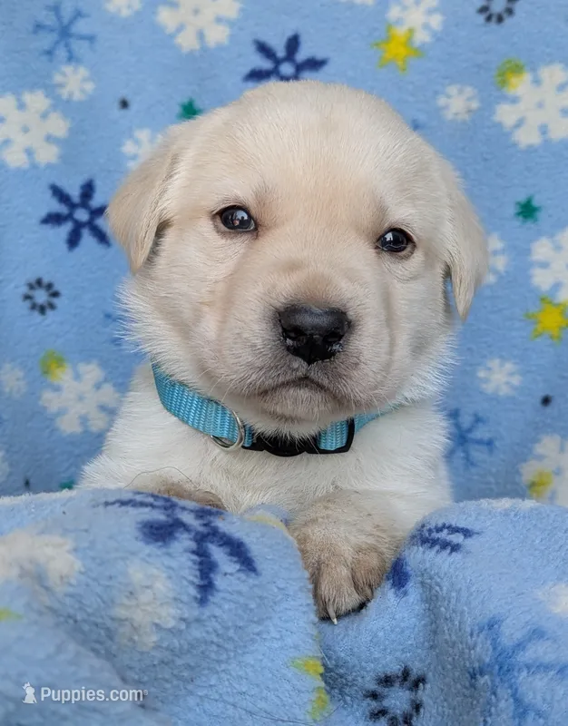 Male #3 – Labrador Retriever puppy for sale in Martinsville, MO