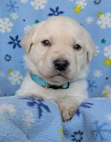 Male #3, a male Labrador Retriever for sale in Martinsville, MO – 1 of 5