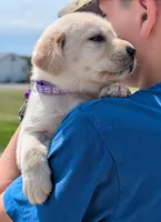 Yellow Girl, a female Labrador Retriever for sale in Martinsville, MO – 4 of 7