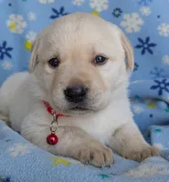 Male #4, a male Labrador Retriever for sale in Martinsville, MO – 9 of 9