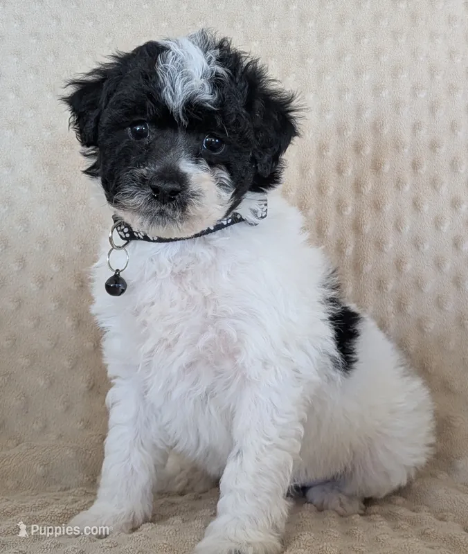 Black and White Male