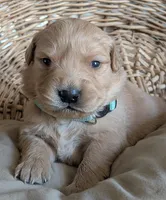 Male #3, a male Golden Retriever for sale in Martinsville, MO – Photo 5 of 9