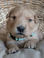 Male #3, a male Golden Retriever for sale in Martinsville, MO – Photo 7 of 9