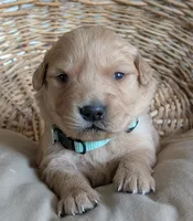 Male #3, a male Golden Retriever for sale in Martinsville, MO – Photo 6 of 9