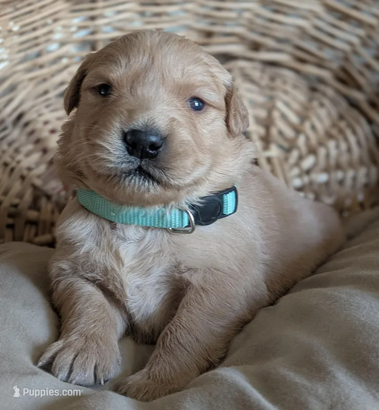 Male #3 – Golden Retriever puppy for sale in Martinsville, MO