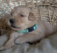 Male #3, a male Golden Retriever for sale in Martinsville, MO – Photo 2 of 9