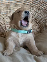 Male #3, a male Golden Retriever for sale in Martinsville, MO – Photo 9 of 9