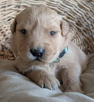 Male #3, a male Golden Retriever for sale in Martinsville, MO – Photo 8 of 9