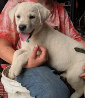 Male #3, a male Labrador Retriever for sale in Martinsville, MO – 7 of 10