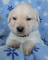 Male #3, a male Labrador Retriever for sale in Martinsville, MO – 5 of 5