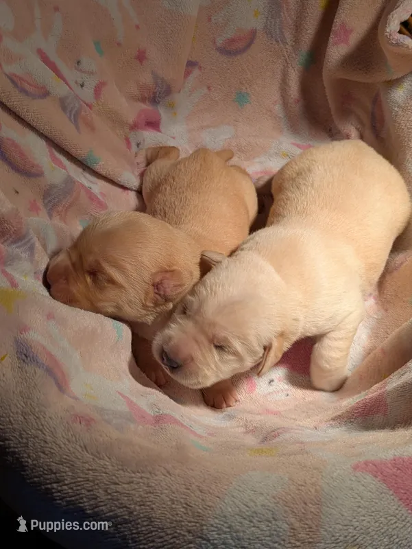 Yellow Female – Labrador Retriever puppy for sale in Martinsville, MO