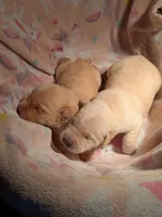 Yellow Female, a female Labrador Retriever for sale in Martinsville, MO – Photo 1 of 4