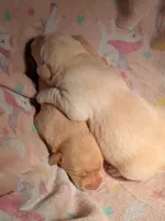 Yellow Female, a female Labrador Retriever for sale in Martinsville, MO – Photo 2 of 4