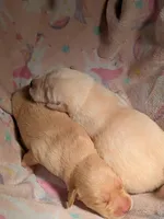 Yellow Female, a female Labrador Retriever for sale in Martinsville, MO – Photo 3 of 4