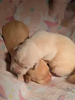 Yellow Female, a female Labrador Retriever for sale in Martinsville, MO – Photo 4 of 4