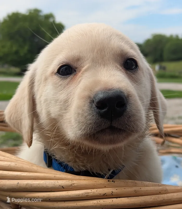 Male #1 – Labrador Retriever puppy for sale in Martinsville, MO