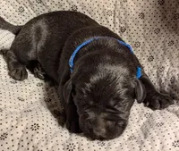 Black Male, a male Labrador Retriever for sale in Martinsville, MO – Photo 2 of 2