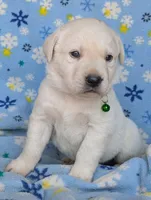 Male #2, a male Labrador Retriever for sale in Martinsville, MO – 5 of 6