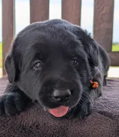 Black Male, a male Labrador Retriever for sale in Martinsville, MO – 9 of 10