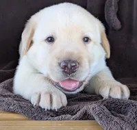 Yellow Male #2, a male Labrador Retriever for sale in Martinsville, MO – 5 of 5