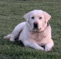 Yellow Girl, a female Labrador Retriever for sale in Martinsville, MO – 7 of 7