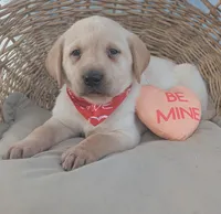 Yellow Male #2, a male Labrador Retriever for sale in Martinsville, MO – Photo 1 of 3