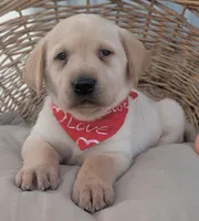 Yellow Male #2, a male Labrador Retriever for sale in Martinsville, MO – Photo 2 of 3