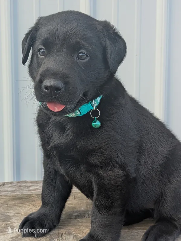 Black Male – Labrador Retriever puppy for sale in Martinsville, MO