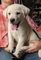 Male #3, a male Labrador Retriever for sale in Martinsville, MO – 4 of 10