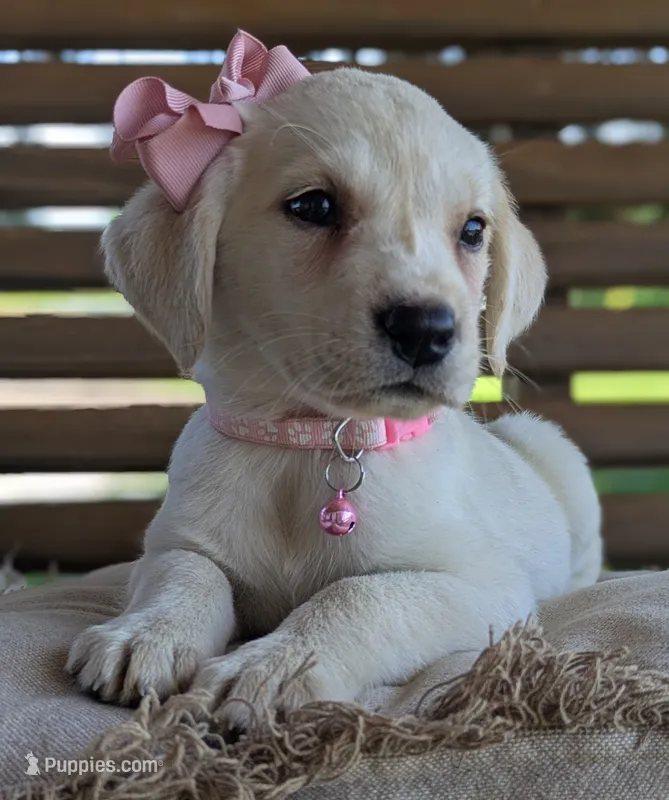 Female #2 – Labrador Retriever puppy for sale in Martinsville, MO