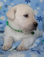 Male #2, a male Labrador Retriever for sale in Martinsville, MO – 4 of 6