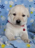 Male #4, a male Labrador Retriever for sale in Martinsville, MO – 3 of 9