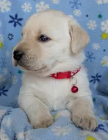 Male #4, a male Labrador Retriever for sale in Martinsville, MO – 7 of 9