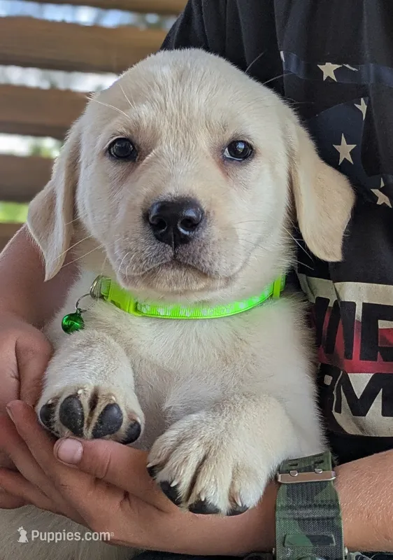 Male #1 – Labrador Retriever puppy for sale in Martinsville, MO