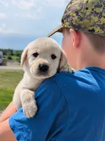 Yellow Girl, a female Labrador Retriever for sale in Martinsville, MO – 6 of 7