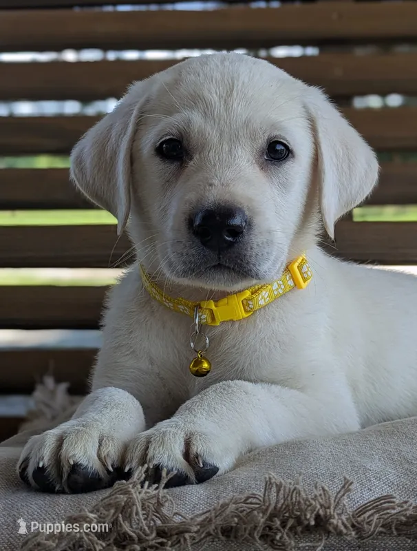 Male #3 – Labrador Retriever puppy for sale in Martinsville, MO