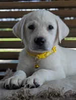 Male #3, a male Labrador Retriever for sale in Martinsville, MO – 1 of 10