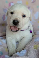 Female #4, a male Labrador Retriever for sale in Martinsville, MO – 3 of 5