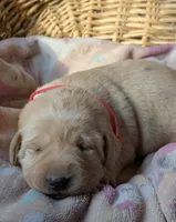 Yellow Female #1, a female Labrador Retriever for sale in Martinsville, MO – Photo 4 of 8