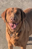 Yellow Female #1, a female Labrador Retriever for sale in Martinsville, MO – Photo 8 of 8