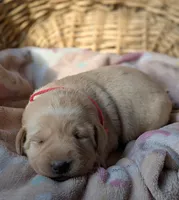 Yellow Female #1, a female Labrador Retriever for sale in Martinsville, MO – Photo 5 of 8