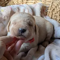 Yellow Female #1, a female Labrador Retriever for sale in Martinsville, MO – Photo 1 of 8
