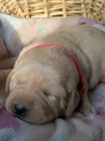 Yellow Female #1, a female Labrador Retriever for sale in Martinsville, MO – Photo 6 of 8