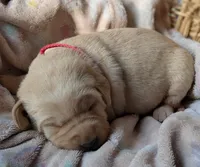 Yellow Female #1, a female Labrador Retriever for sale in Martinsville, MO – Photo 2 of 8