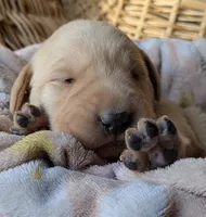 Yellow Female #1, a female Labrador Retriever for sale in Martinsville, MO – Photo 3 of 8