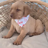 Yellow Male #1, a male Labrador Retriever for sale in Martinsville, MO – Photo 3 of 6