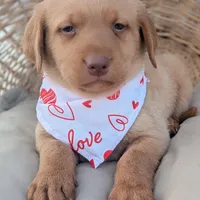Yellow Male #1, a male Labrador Retriever for sale in Martinsville, MO – Photo 5 of 6